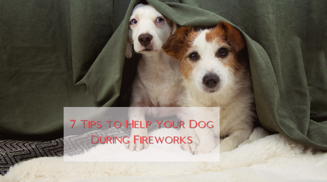 7 Tips to Help Your Dog During Fireworks