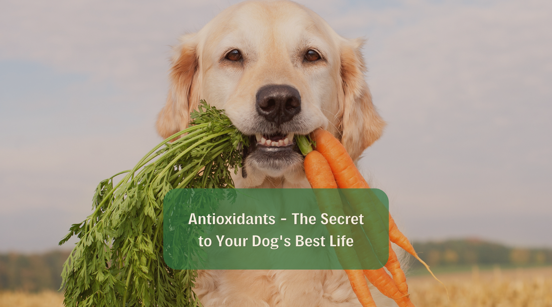 Golden retriever holding carrots in his mouth with The Barkery dog blog title Antioxidants - The Secret to Your Dog's Best Life