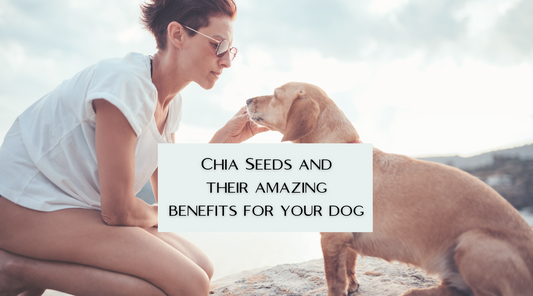 woman on beach giving her dog a chia seed dog treat