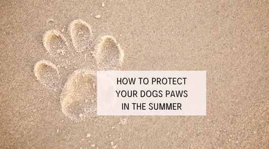 dog print in the sand for The Barkery blog: Protect your dog's paws in the summer