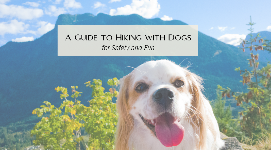 Spaniel dog looking happy with mauntains in background The Barkery Hiking with Dogs Blog