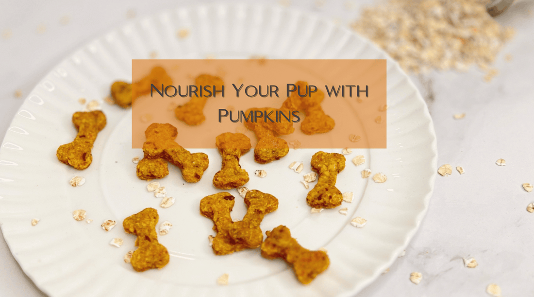 Nourish Your Pup with Pumpkins