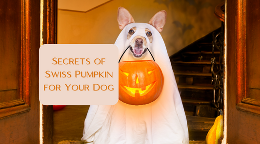 Hello Fall: Discover the Yummy Secrets of Swiss Pumpkin for Your Dog