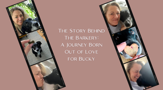 The Story Behind The Barkery: A Journey Born Out of Love for Bucky