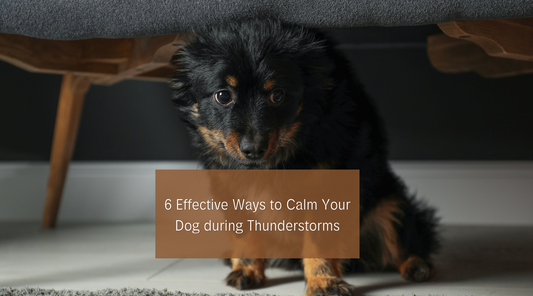 black dog scared under a chair for blog how to calm dogs in thunderstorms